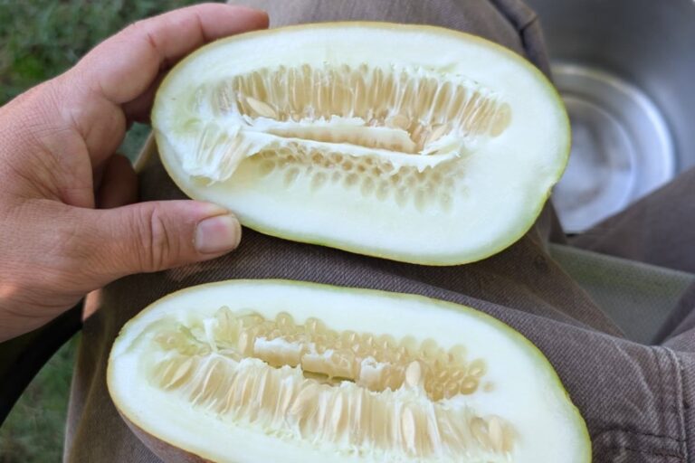 Les agriculteurs américains préservent les semences palestiniennes