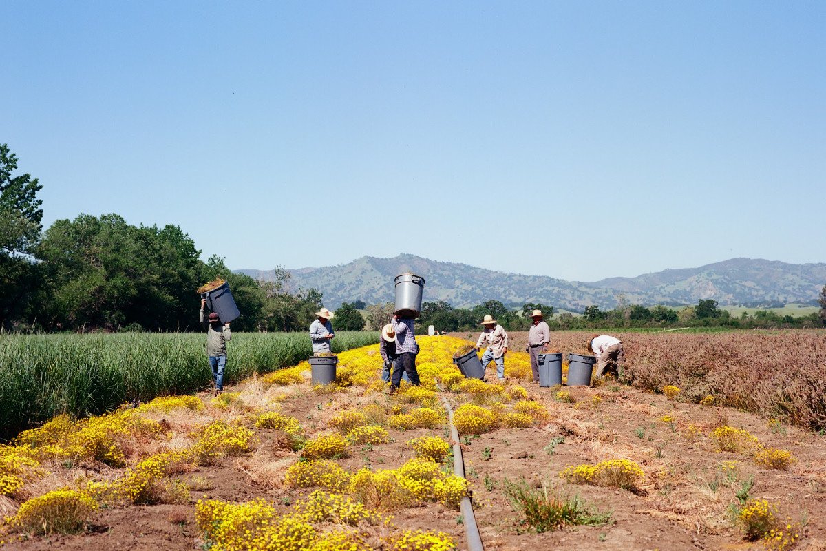 une photo de film d'un équipage de Hedgerow Farms récolte à la main Lasthenia californica à Winters, en Californie.