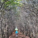 Dans un pommier de l’Ohio, des chercheurs font la course pour sauver des variétés rares