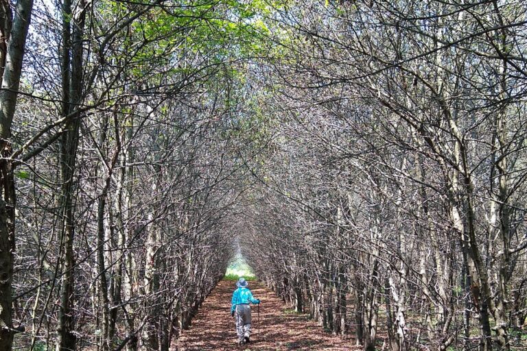 Dans un pommier de l’Ohio, des chercheurs font la course pour sauver des variétés rares