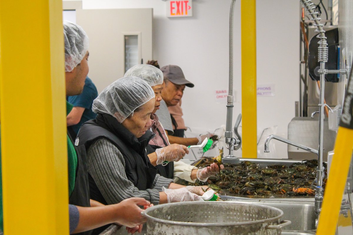 2-Khmer Maine amène des membres de la communauté... : Bunly Uy (à l'extrême gauche) de Khmer Maine transforme des crabes verts européens pour le kdam prai avec des aînés cambodgiens au Fork Food Lab de Portland. (Crédit photo : Mary Parks / GreenCrab.org)