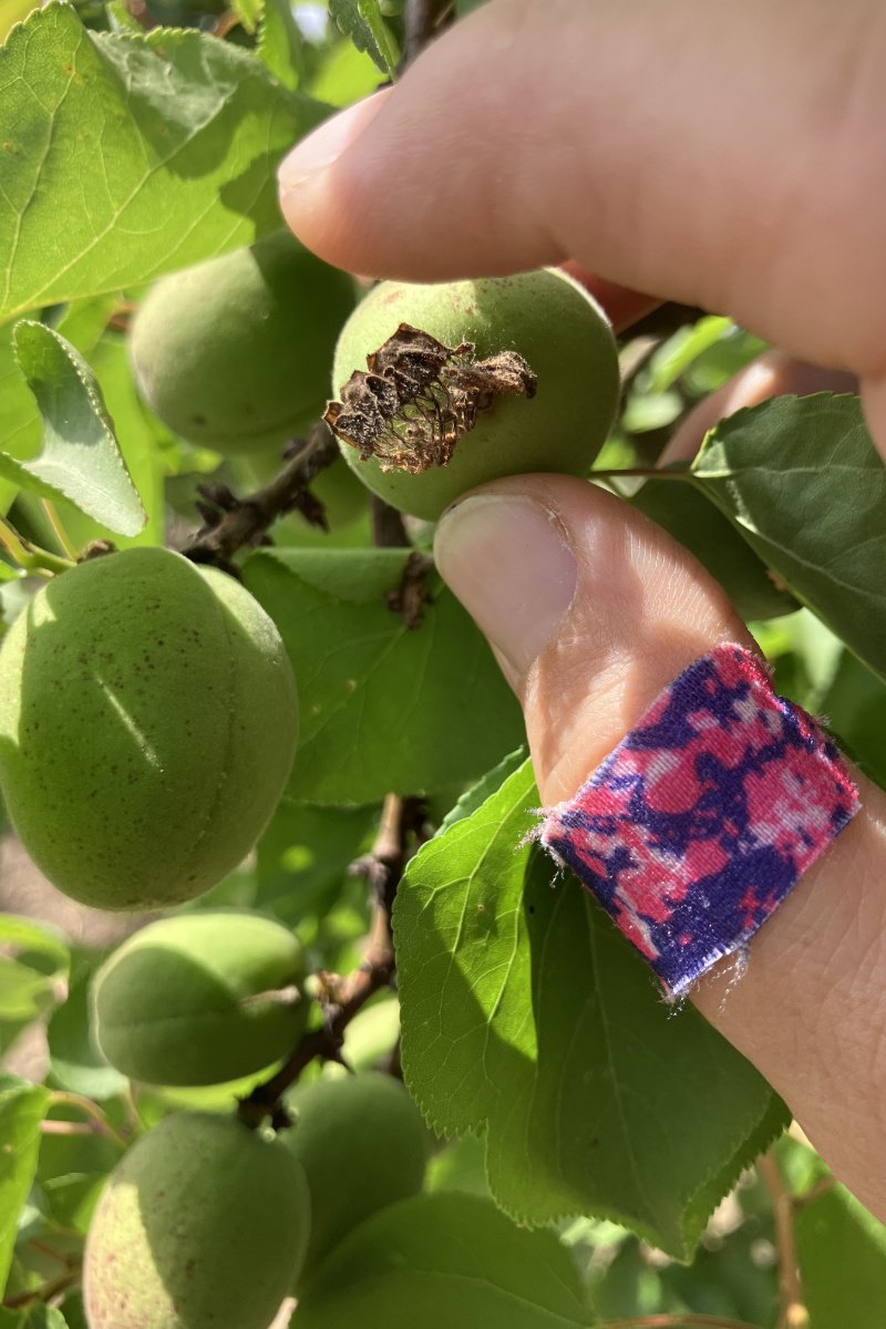 Cette année, la hausse des températures a séché les fleurs directement sur le fruit, provoquant la formation de spores de champignons en dessous ainsi que des cicatrices de pourriture. (Crédit photo : Nikiko Masumoto)