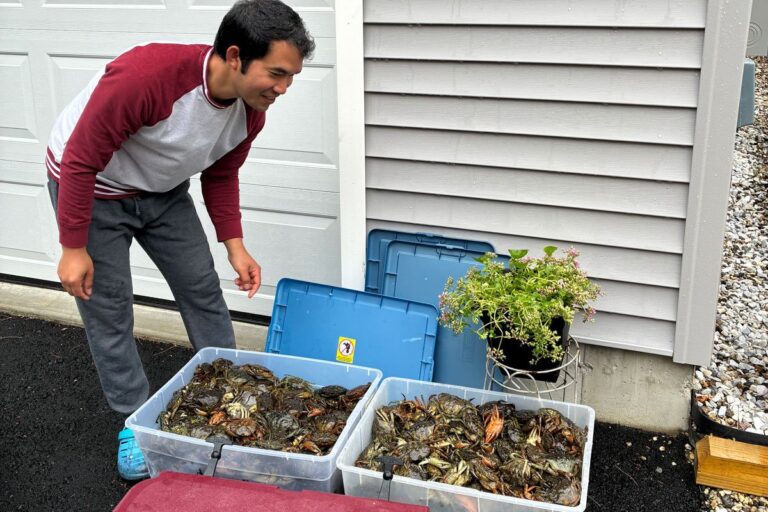 La communauté cambodgienne du Maine vise à garder les crabes verts envahissants à distance