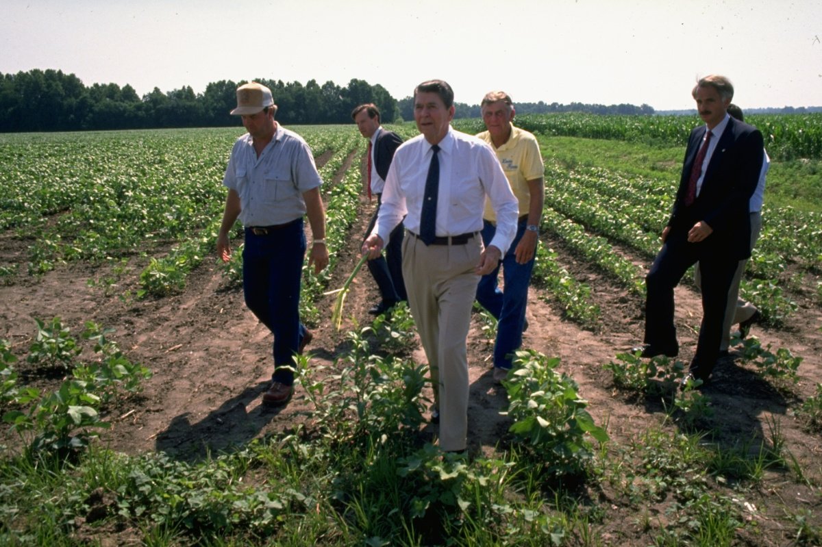 ILLINOIS, ÉTATS-UNIS - 14 JUILLET 1988 : le président Reagan (au centre) inspecte les cultures de la ferme Herman Krone, visite les terres agricoles frappées par la sécheresse, marche dans les champs avec les agriculteurs et les militaires secrets. (Photo de Diana Walker/Getty Images)