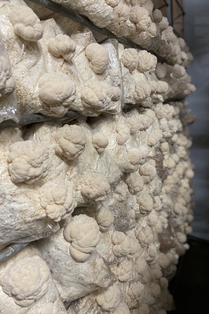Far West Fungi vend une variété de champignons indigènes, notamment la crinière de lion, montrée ici poussant sur un substrat dans les salles de culture de l'entreprise. On pense que la crinière de lion soutient la santé du cerveau, notamment la mémoire et la cognition. (Photo gracieuseté de Far West Fungi)