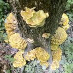 Délicieux, oui, mais les champignons dorés menacent les écosystèmes