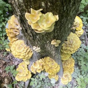 Délicieux, oui, mais les champignons dorés menacent les écosystèmes