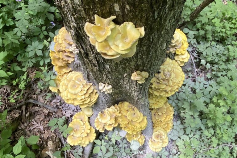Délicieux, oui, mais les champignons dorés menacent les écosystèmes