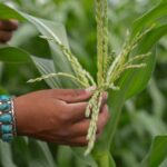Fournir des aliments traditionnels aux enfants autochtones