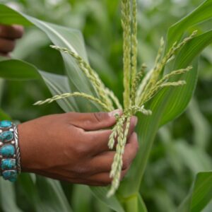 Fournir des aliments traditionnels aux enfants autochtones