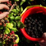 Tout ce qu&rsquo;il faut savoir sur la saison des mûres