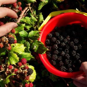 Tout ce qu&rsquo;il faut savoir sur la saison des mûres