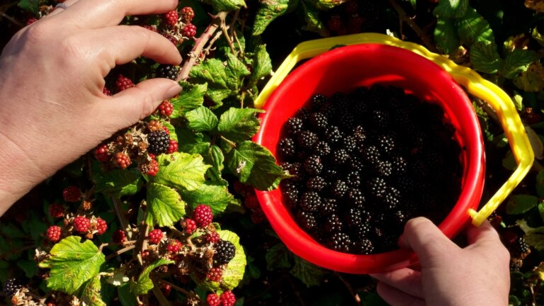 Tout ce qu&rsquo;il faut savoir sur la saison des mûres
