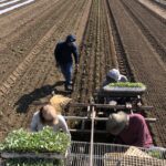 Article d’opinion : Vous vous inquiétez d’une épidémie ? Essayez une chaîne d’approvisionnement alimentaire plus courte.