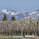 Dans ces vergers, les fruits ont pratiquement disparu cette année