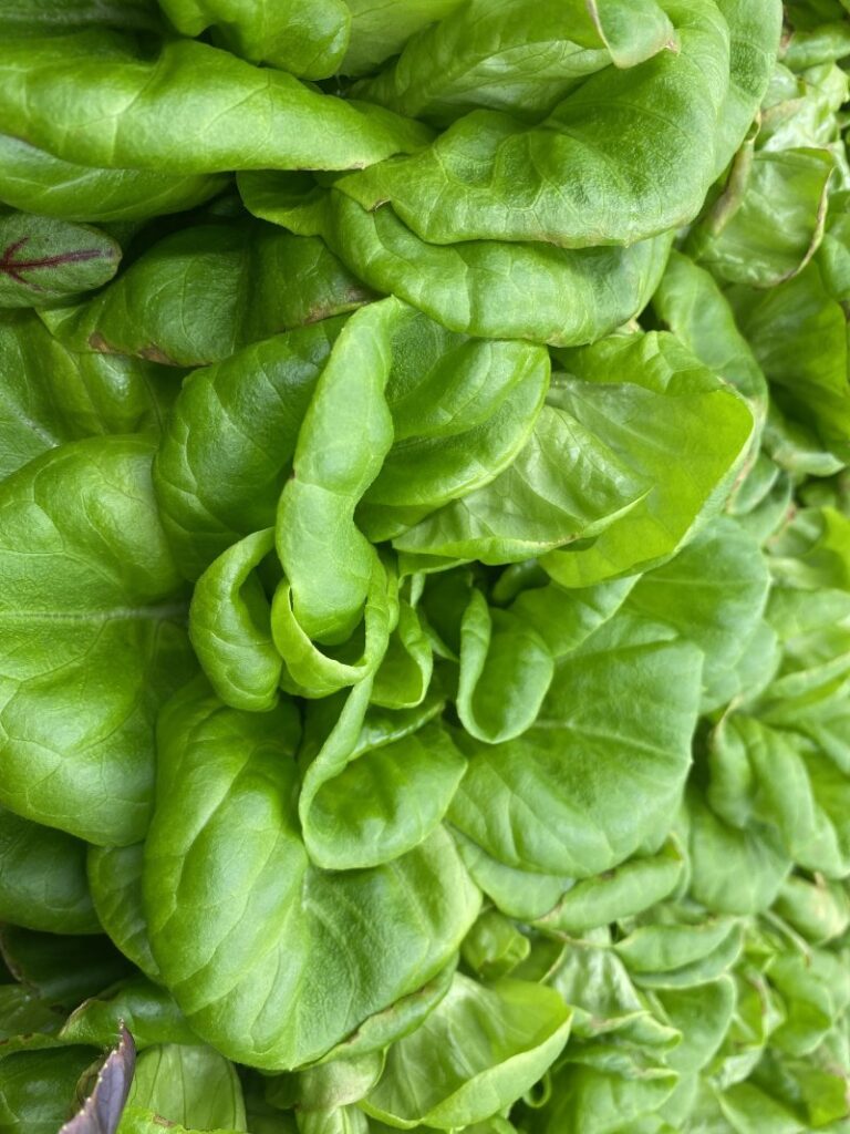 Dans l’Alaska reculé, les promesses et les limites de l’agriculture verticale