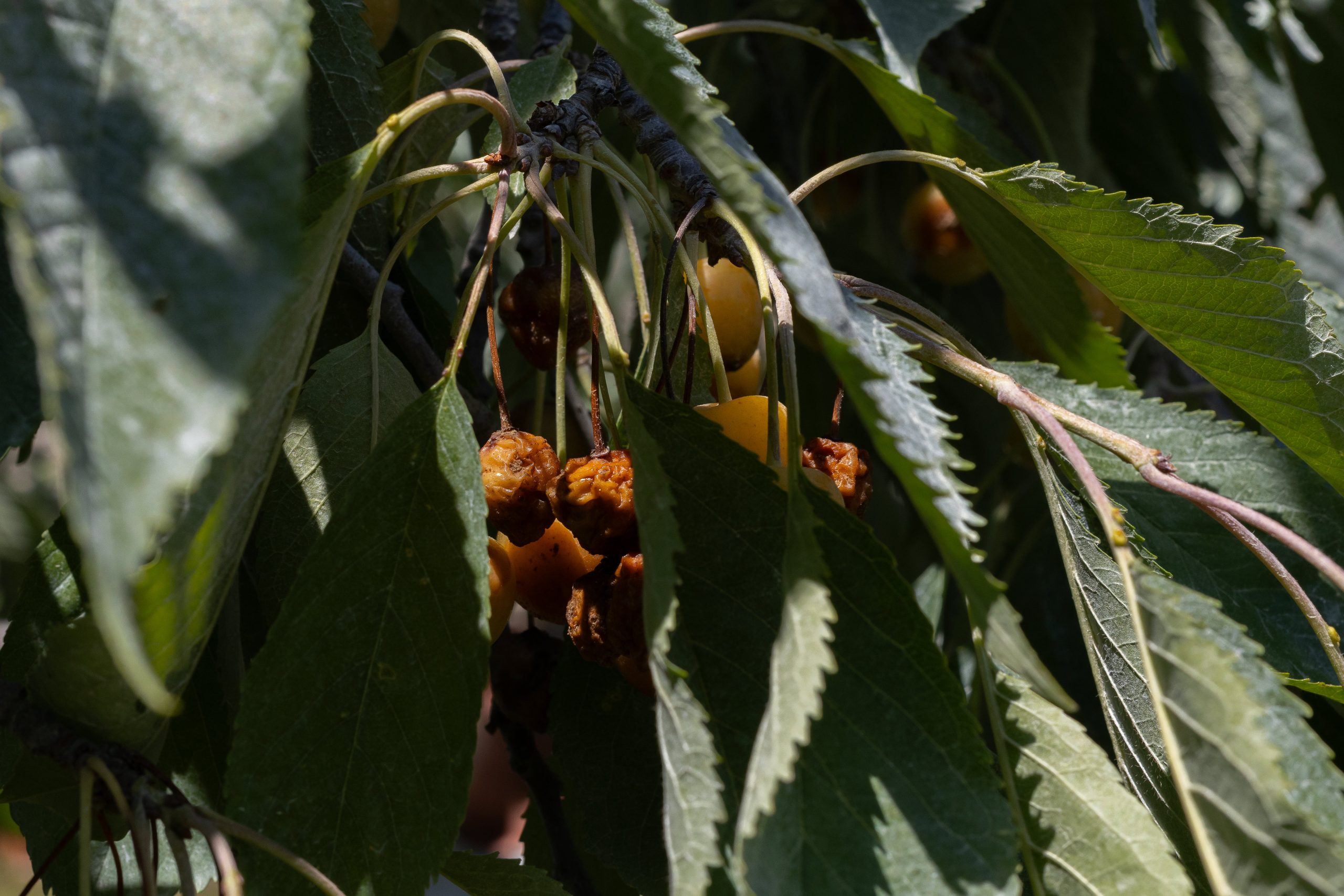 Cerises douces détruites par la pourriture brune américaine chez North Star Organics. (Crédit photo : Miles MacClure)