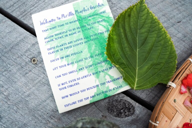 Dans ce jardin public, une herbe asiatique offre un portail vers le passé