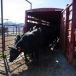 Les projets de Trump concernant la viande bovine inquiètent les experts en bovins
