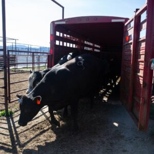 Les projets de Trump concernant la viande bovine inquiètent les experts en bovins