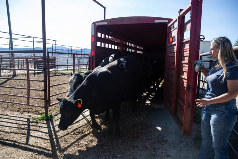 Les projets de Trump concernant la viande bovine inquiètent les experts en bovins