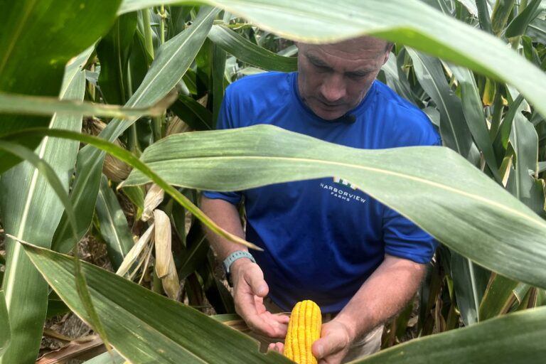 Voici à quoi ressemble (parfois) l’agriculture régénérative
